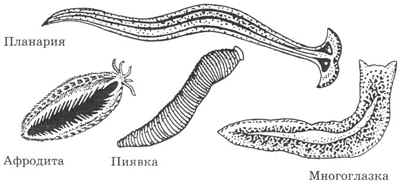 Строение ленточных червей рисунок с подписями