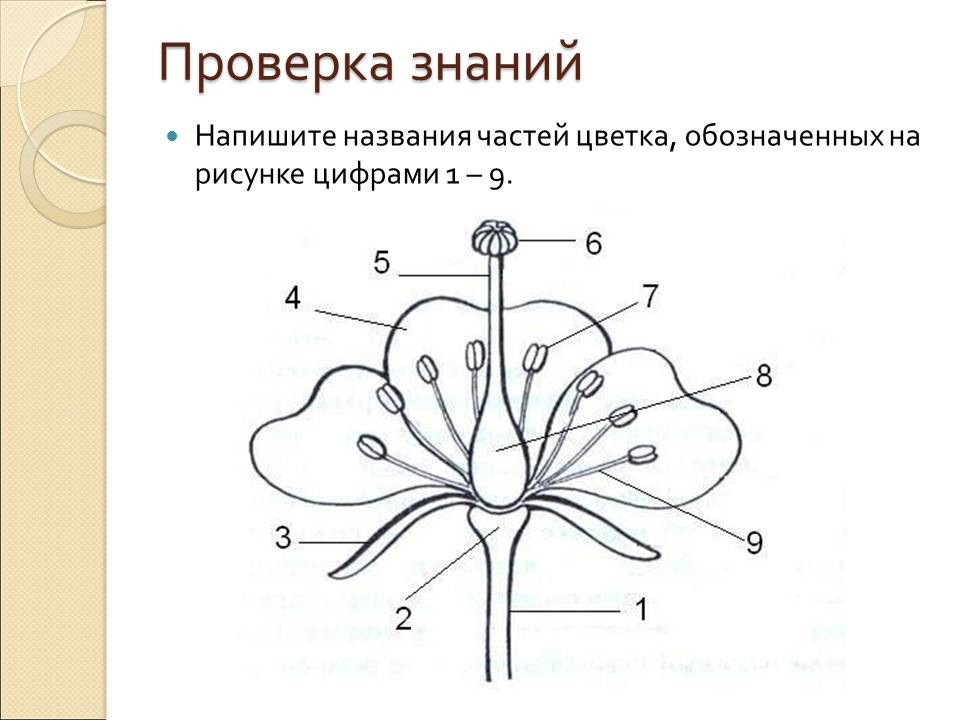 Схема плоды биология 6 класс