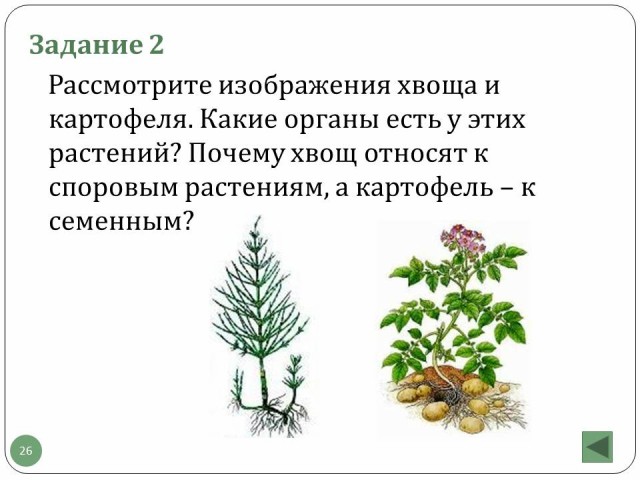 Растения подготовка к огэ по биологии презентация