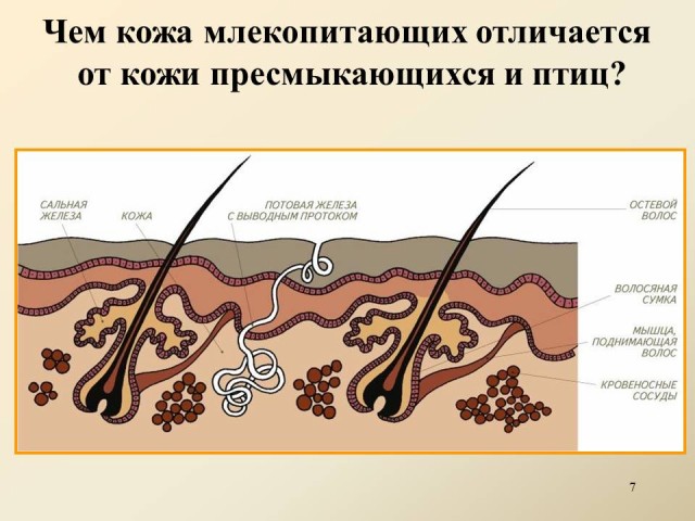 Внутреннее строение млекопитающих презентация 7 класс