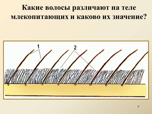 Строение кожи млекопитающих 7 класс рисунок