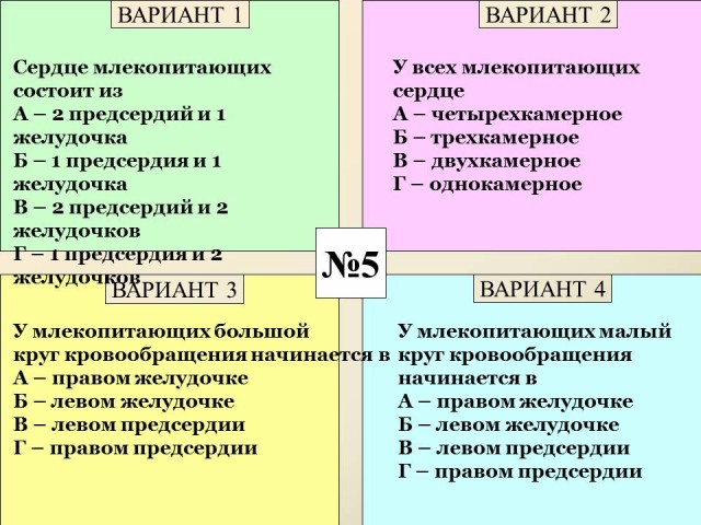 Внутреннее строение млекопитающих презентация