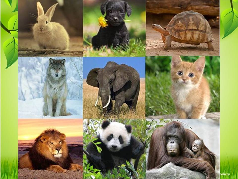 13 животных на одной картинке